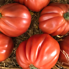 Ругантино F1 семена томата индетерминантного (Rijk Zwaan / Райк Цваан)