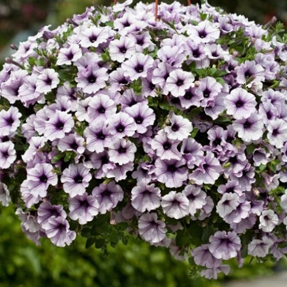 ЕВРО Petunia SURFINIA Compact Purple Vein неукор черенок ноябрь 2025