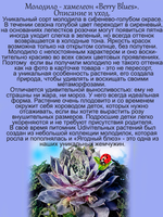 Молодило Ягодный блюз голубое каменная роза