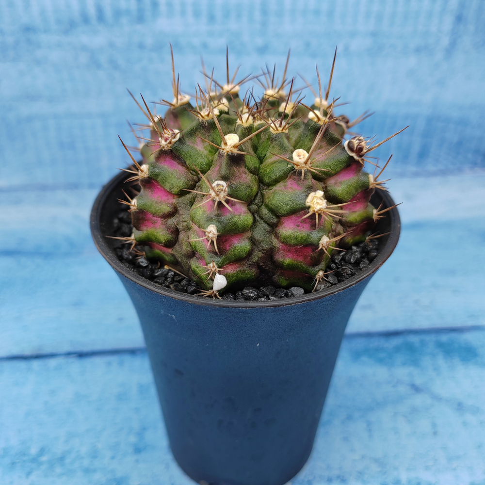 Gymnocalycium T-Rex Pink hybride (Гимнокалициум T-rex)