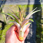 Тилландсия fasciculata Tropiflora R (T23)