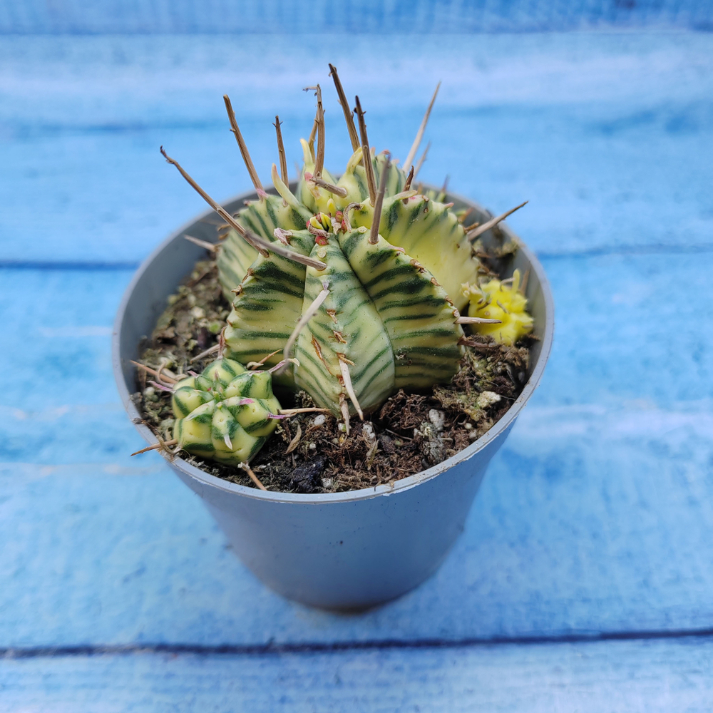 Euphorbia meloformis f. Variegated (Эуфорбия вариегатная)