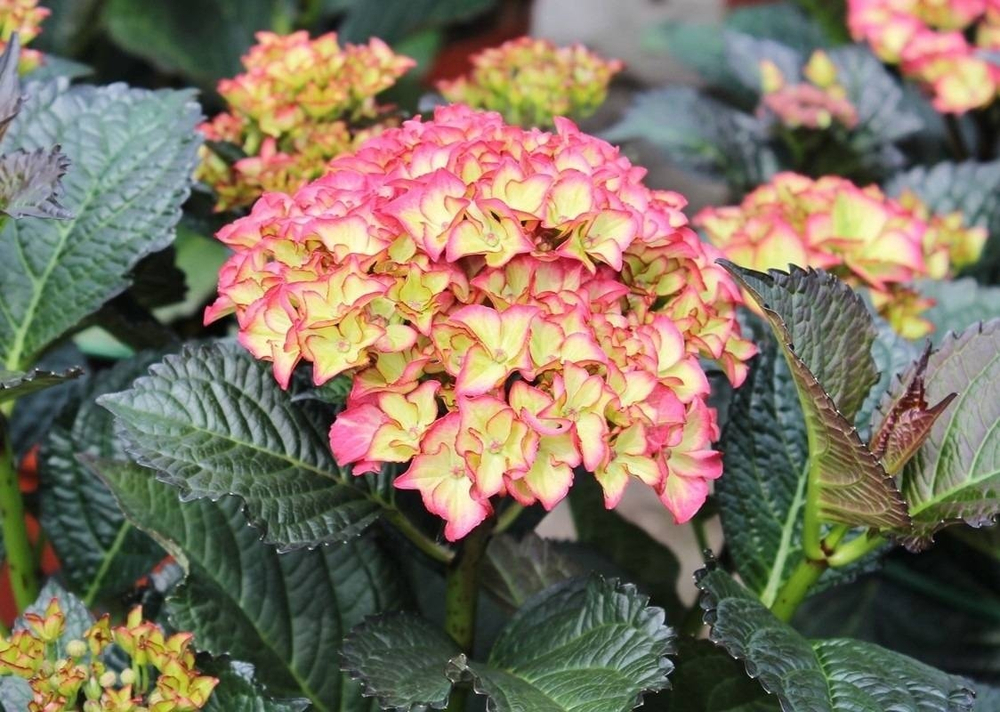 Rendes-vous Cocktail (Рендес Войс "Коктейль") двухцветный