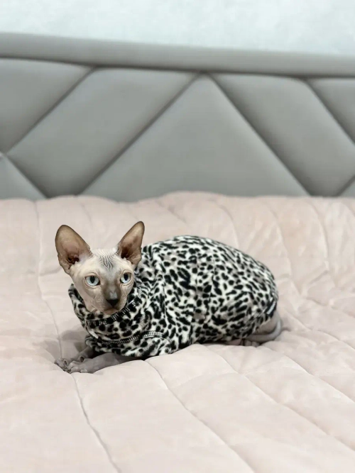 Одежда свитер для сфинксов кошек