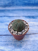 Euphorbia Obesa (Эуфорбия)