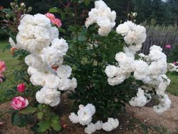 Просперити (Prosperity)