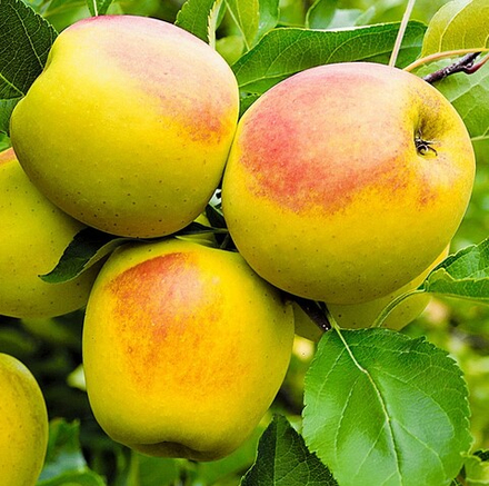 Яблоня Осеннее низкорослое (карлик)