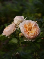 Роза плетистая Джинджер Селлибаб