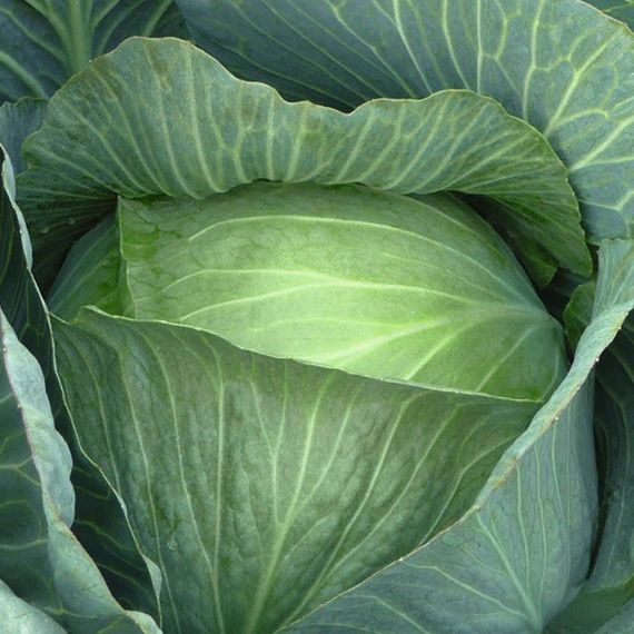 ЛЕННОКС F1 семена капусты белокочанной Bejo купить