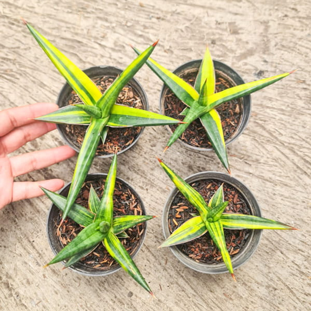 Сансевиерия ALL NIGHT STAR YELLOW VAR