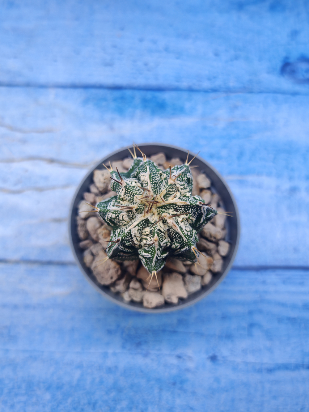 Astrophytum Myriostigma Fukuryu (Астрофитум)