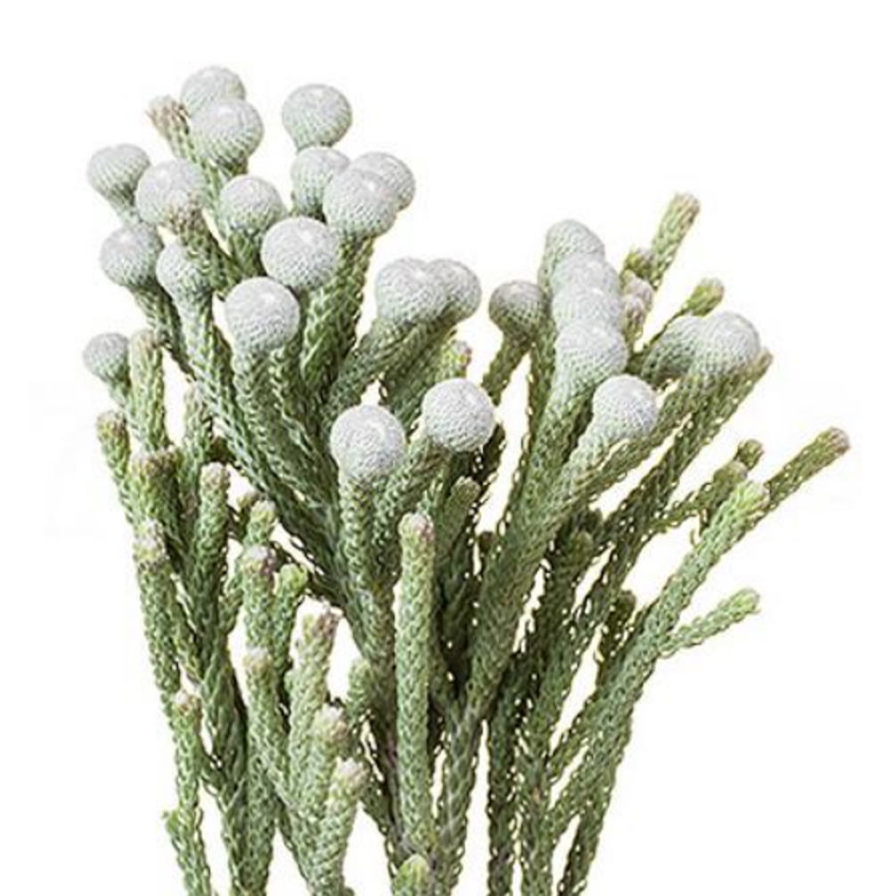 Бруния Левис