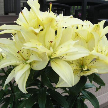 Лилия Маунтейн Джой