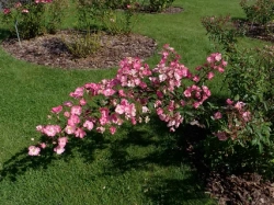 Роза Алден Бисен С7 Закупка М57 июнь 2026