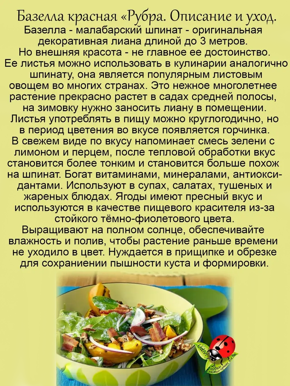 Базелла Рубра малабарский шпинат