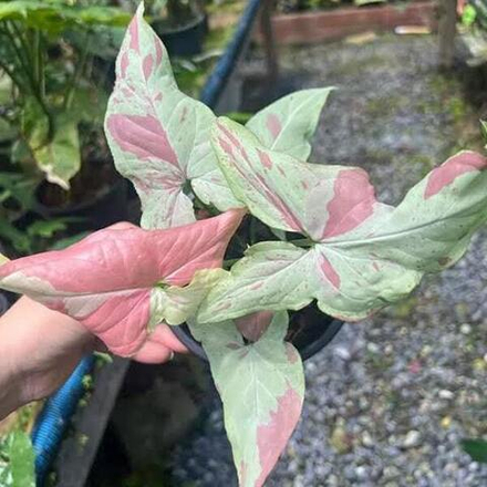 Сингониум PINK SALMON