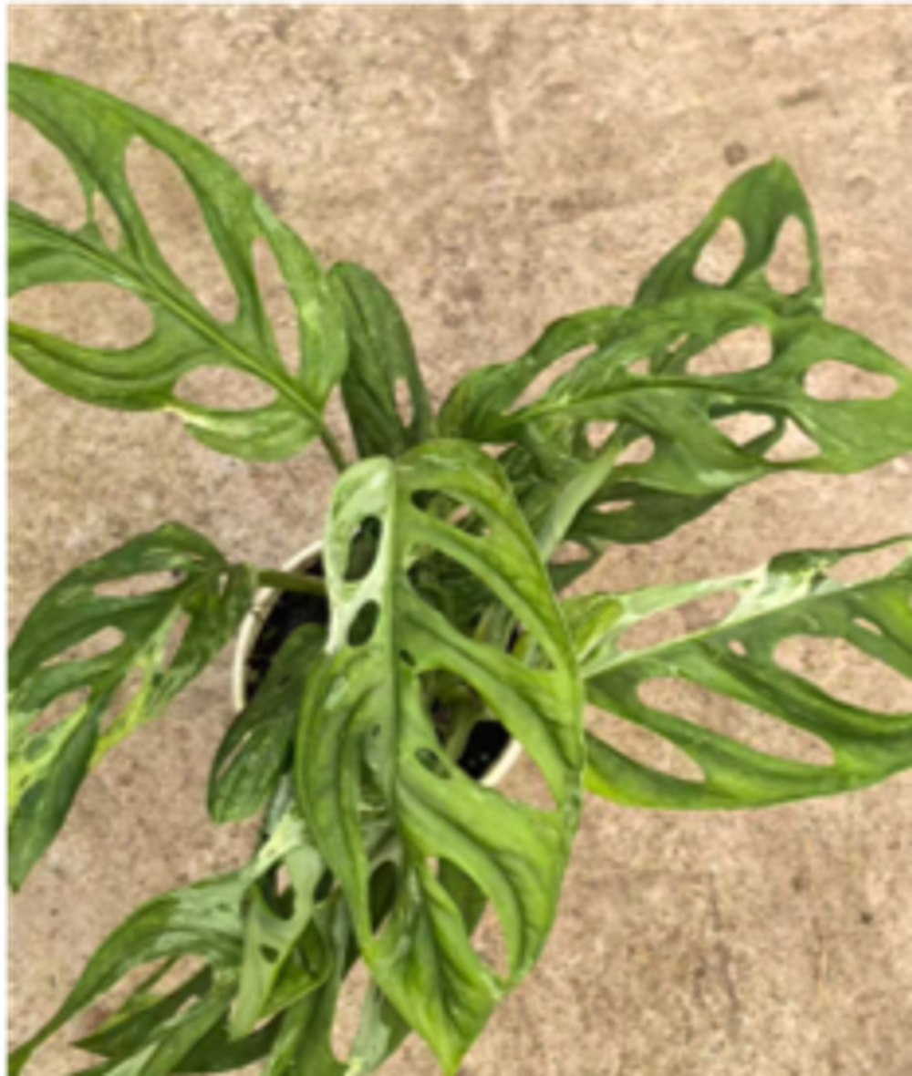 Алоказия Mint д.10