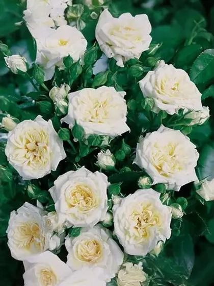 Роза миниатюрная Сноу Мейландина