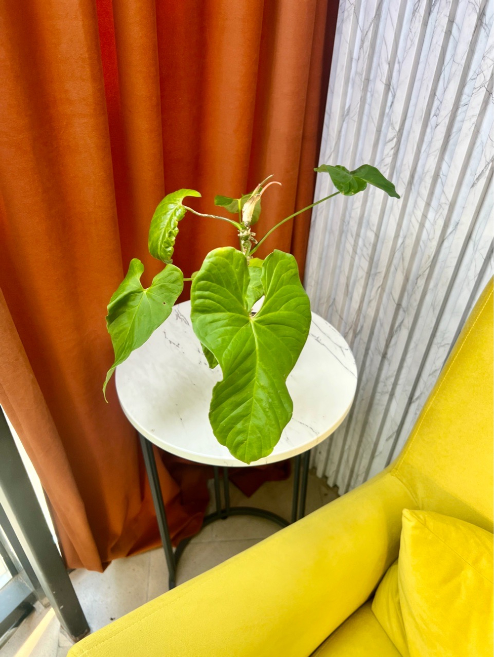 Антуриум Балалоанум, D10см H25см, 1шт, Urban Jungle