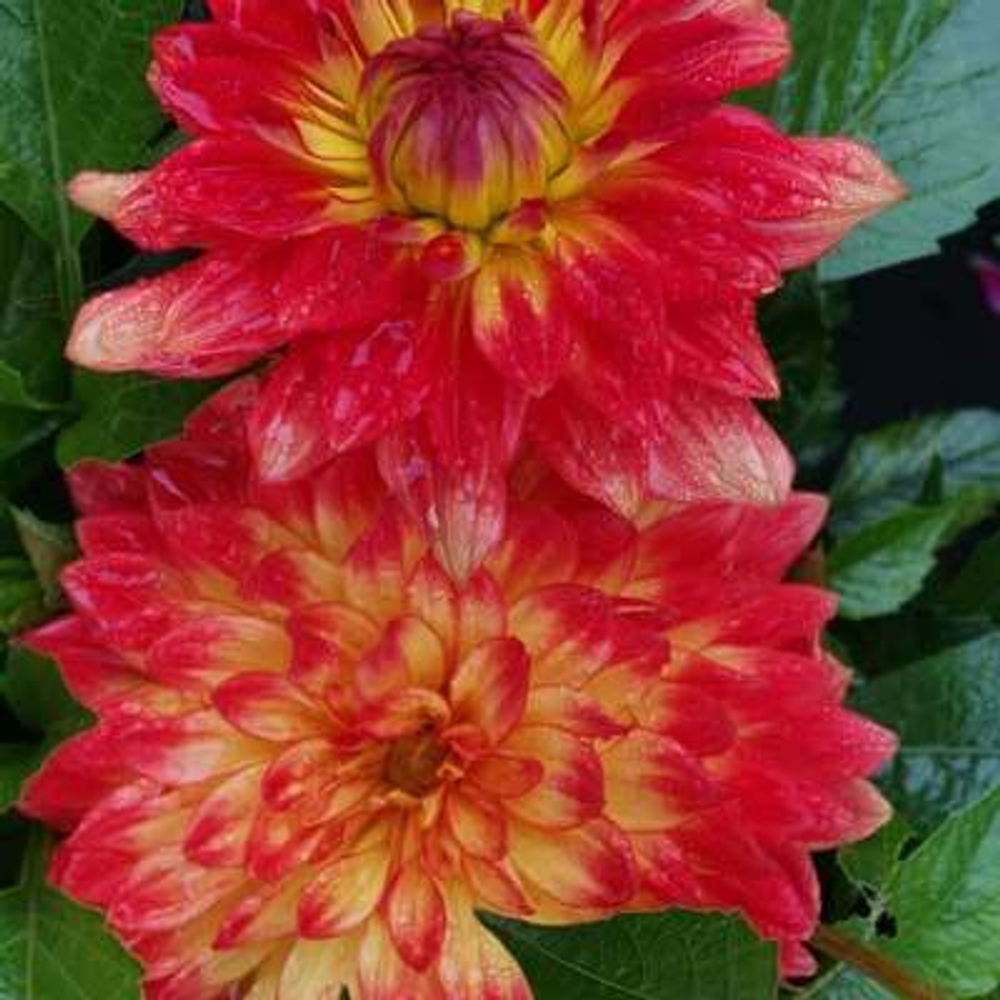 Георгина Labella Maggiore Fun Flame ОКС укорененный черенок