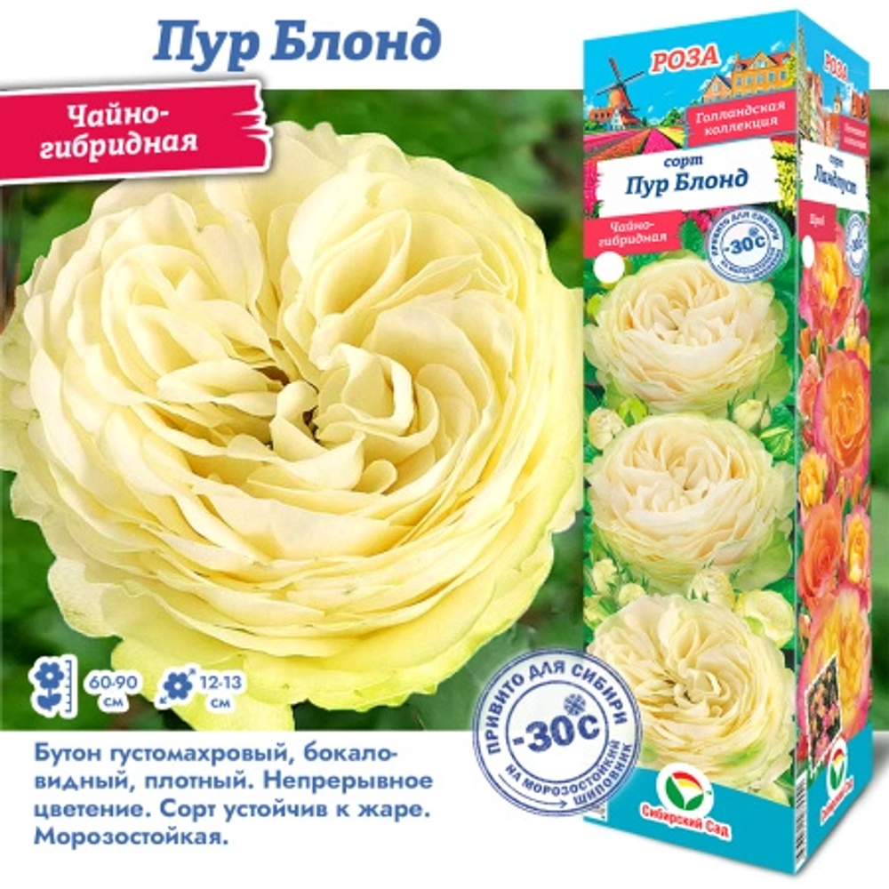 Роза Пур Блонд (Чайно-гибридная)