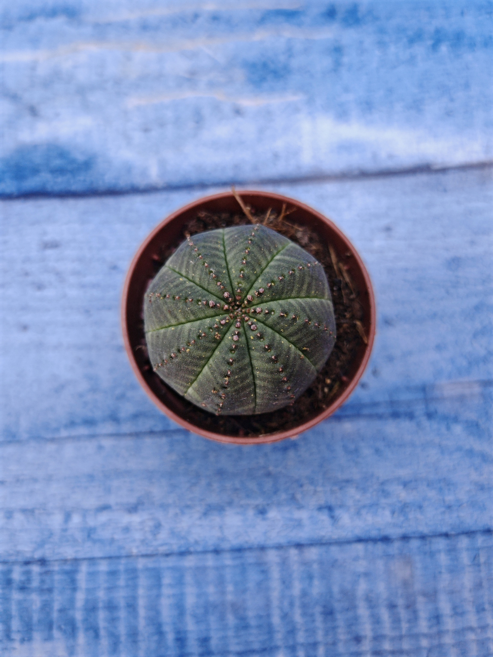 Euphorbia Obesa (Эуфорбия)