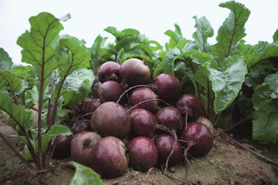 Экшен F1 семена свеклы (Bejo / Бейо)