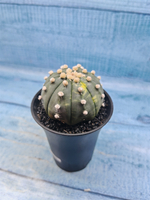 Astrophytum Asterias variagate (Астрофитум)