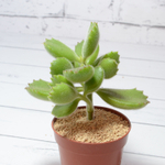 Cotyledon Tomentosa (Котиледон войлочный)