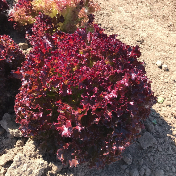 ЭНТОНИ семена салата Rijk Zwaan цена – фото 3