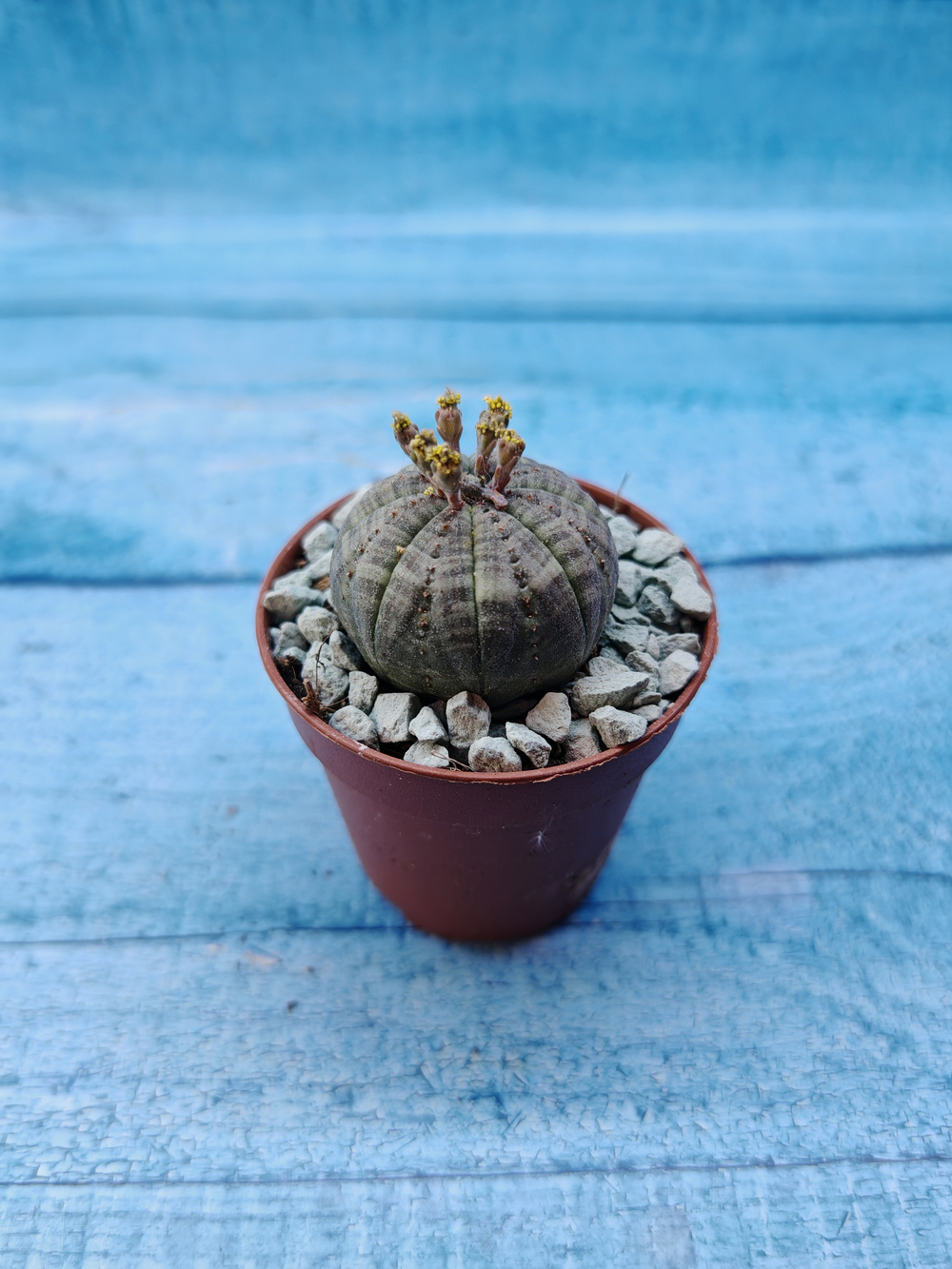 Euphoria Obesa (Эуфорбия)