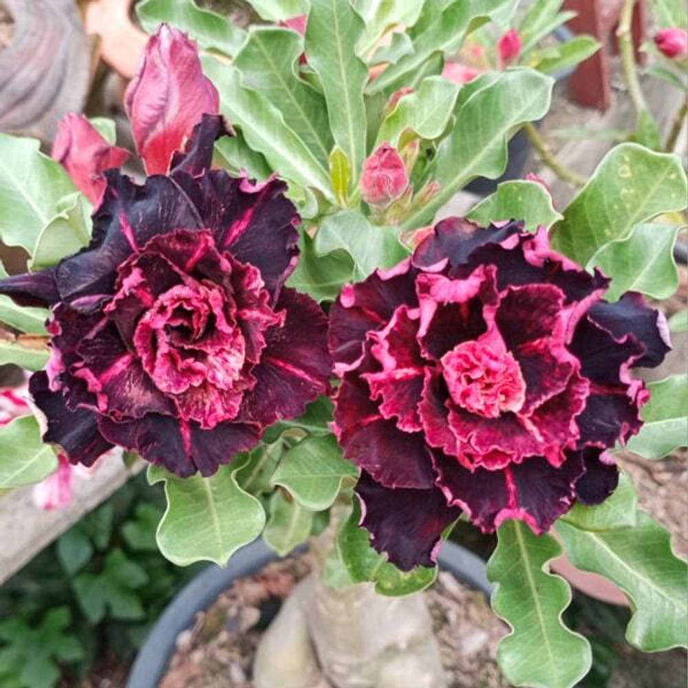 Адениум обесум BLUE DIAMOND