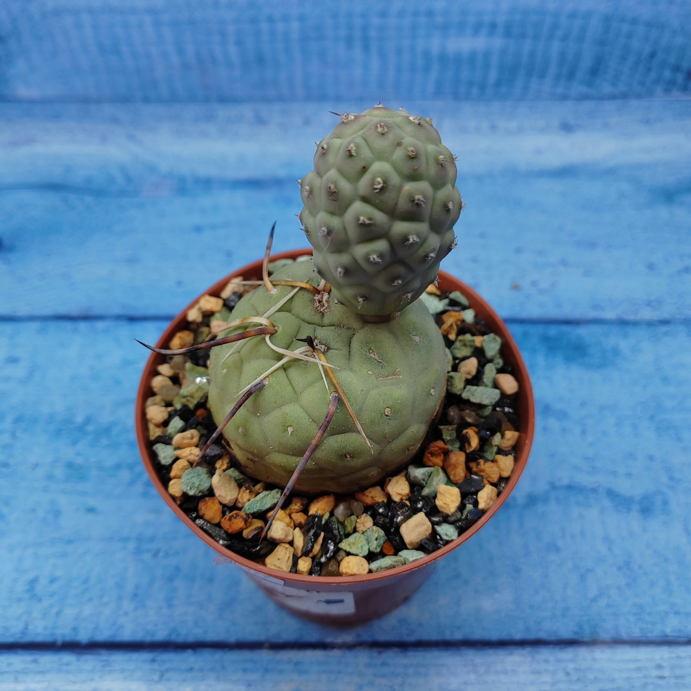 Tephrocactus Geometricus (Тефрокактус)