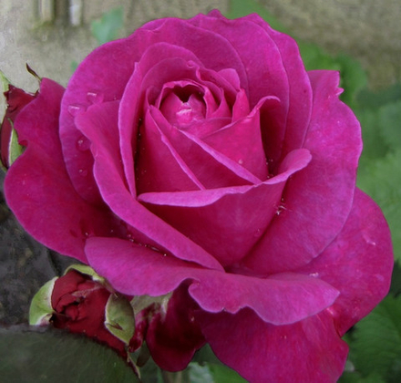 Роза чайно-гибридная Пароль