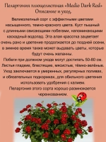 Пеларгония Медио Дарк ред плющелистная ампельная