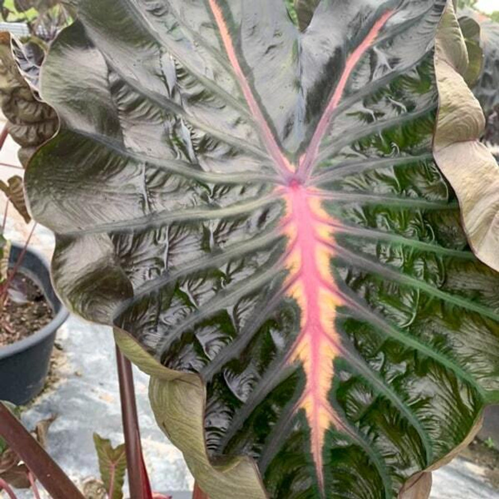 Колоказия PINKY HEART