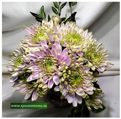 Хризантема одноголовая Rossano Charlotte /о.17/поставка весна 2026г/