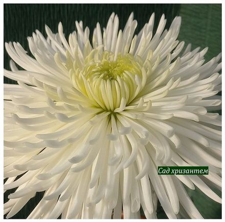 Хризантема одноголовая Спайдер белый  ☘ о.79   (временно нет в наличии)