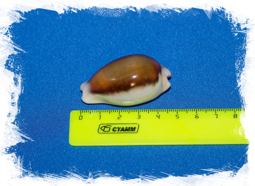 Ципрея спадицея, Neobernaya spadicea размер