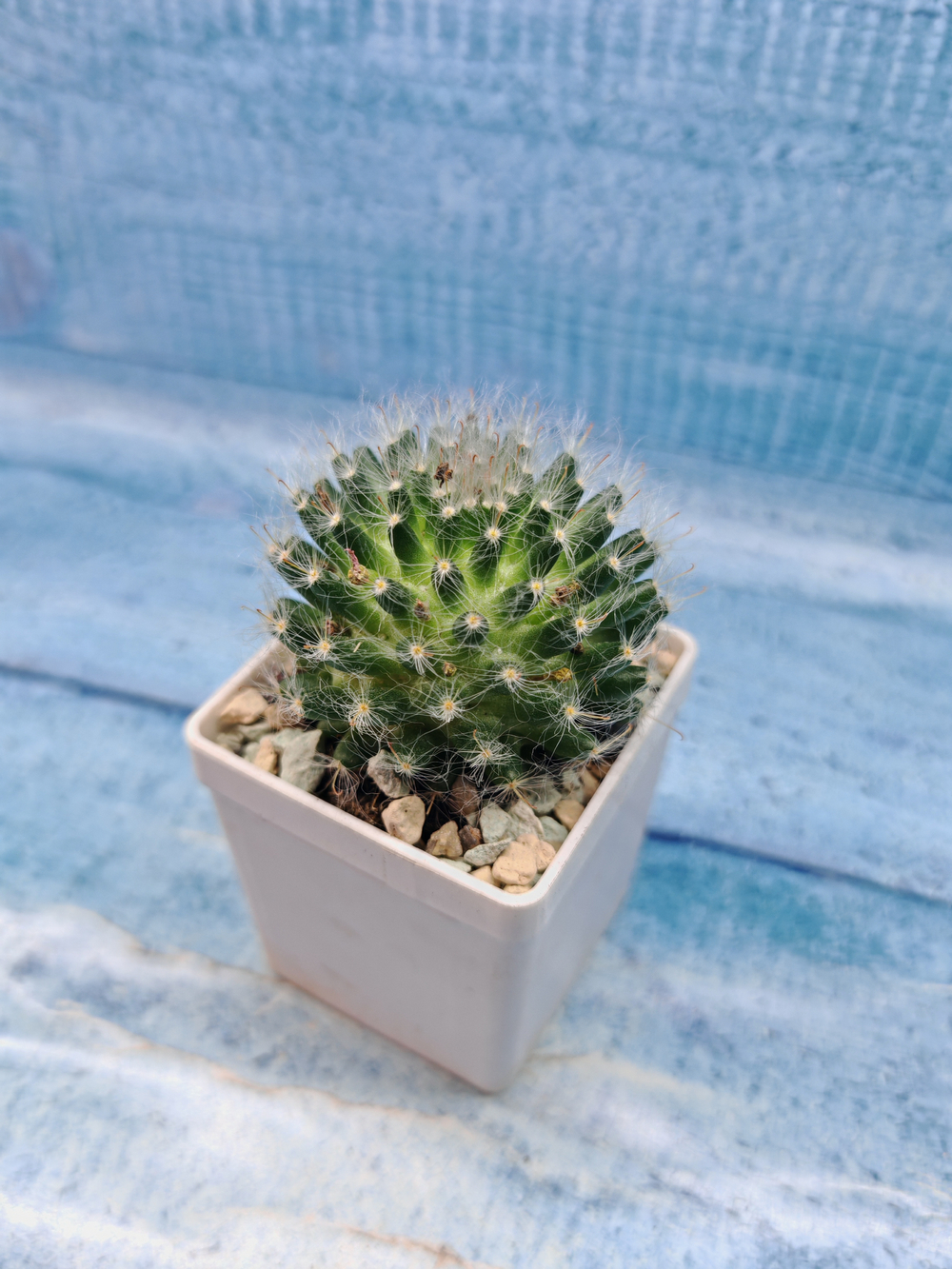 Mammillaria Bocasana (Маммиллярия)