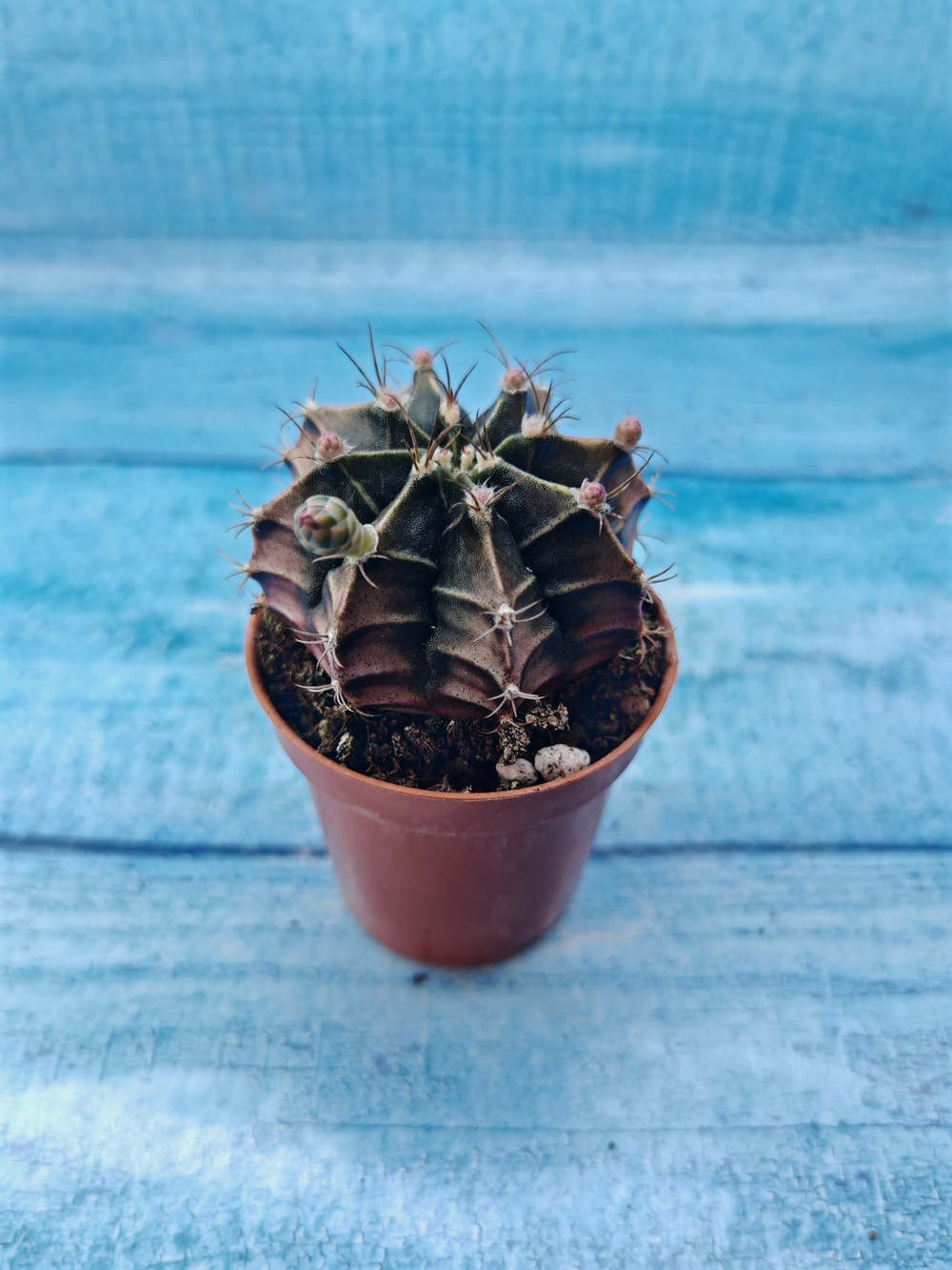 Gymnocalycium Friedrichii (Гимнокалициум)