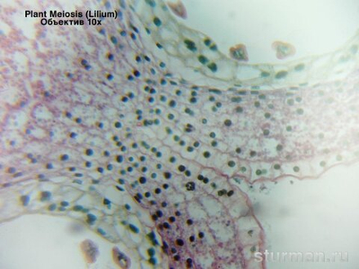 Цифровая окулярная камера для микроскопов ToupTek ToupCam SCMOS03000KPA