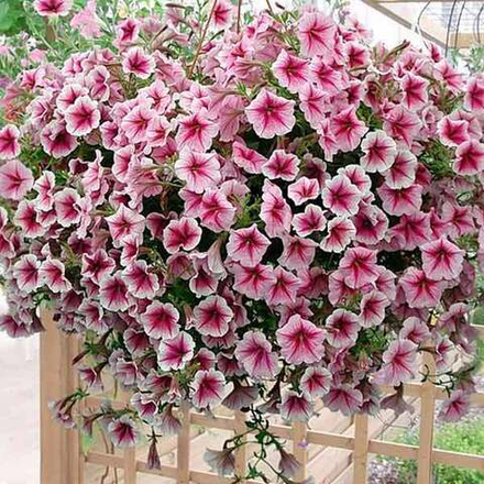 Петуния Опера Распберри Айс Opera Raspberry Ice конец МАРТа Рассада ОКС