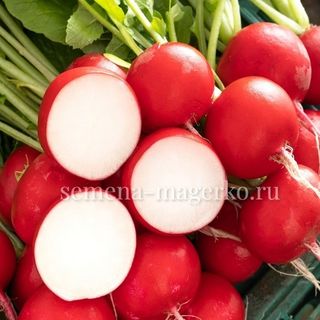 Редис Бодиам F1 (25000 семян) 2,50-2,75 мм