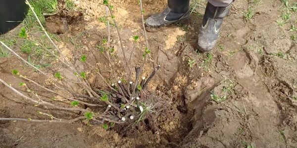 Весенняя пересадка взрослых кустарников: как переселить смородину и крыжовник без стресса Весенняя пересадка взрослых кустарников: как переселить смородину и крыжовник без стресса