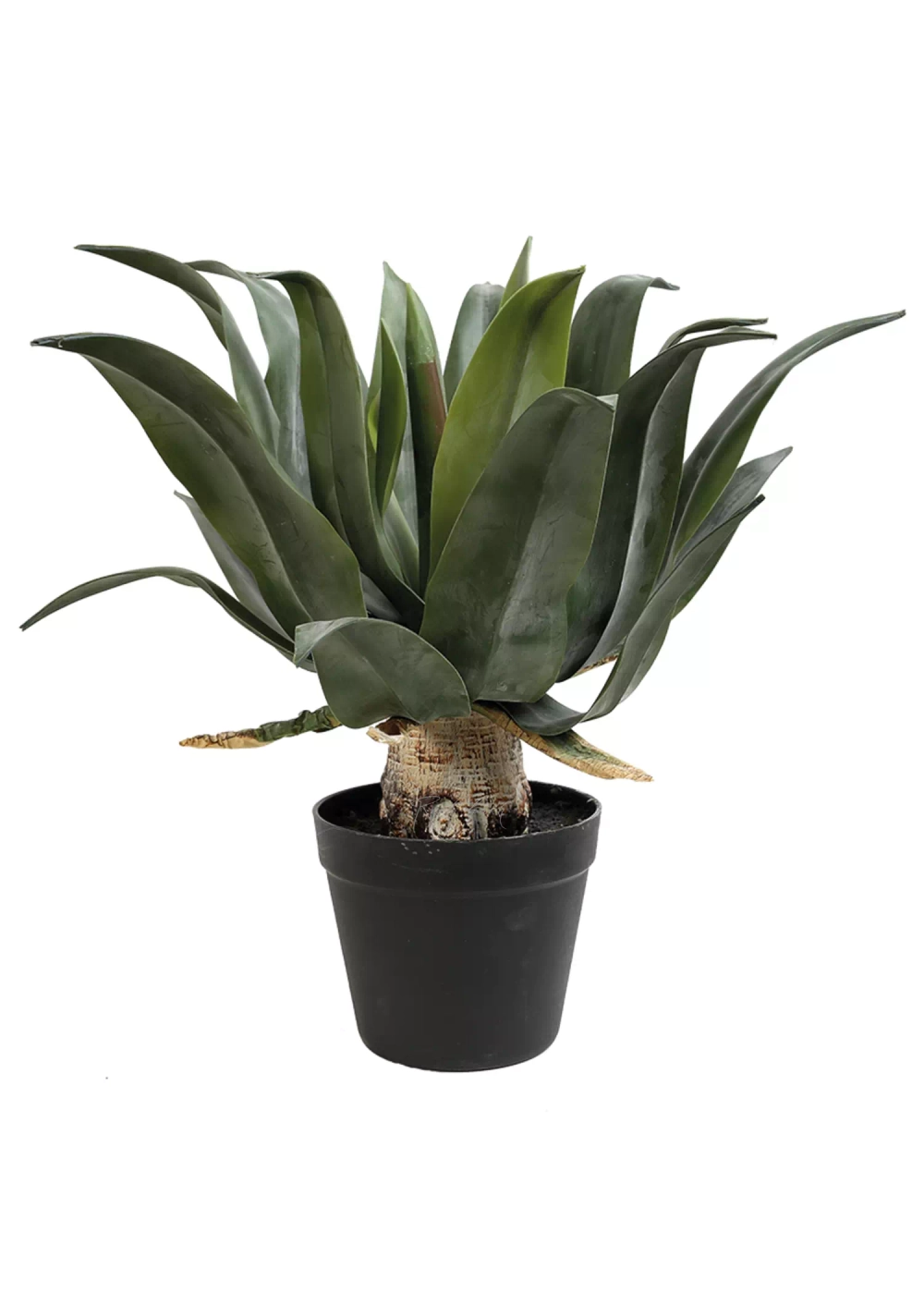 Агава аттенуата с напылением в кашпо 53см