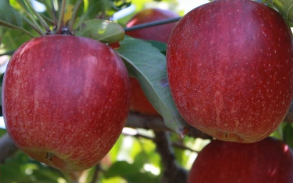 Яблоня Радогость (Radogost)
