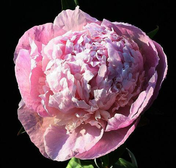 Пион Монсир Шарль Левёк