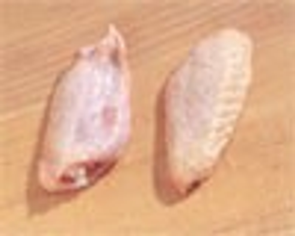 Мясо курицы - Средняя часть крыла цыпленка (Chicken Wing Portion Mid Section)