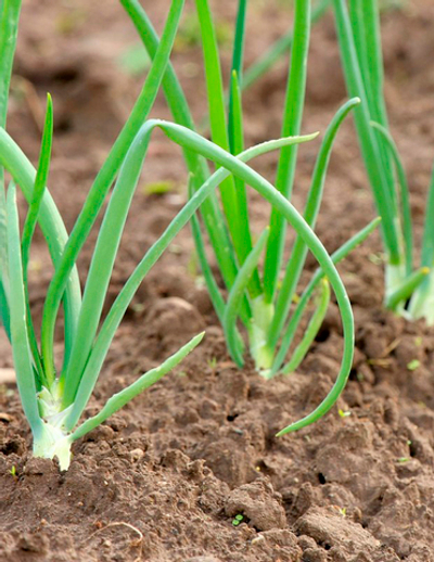 Лук на зелень Пучковой